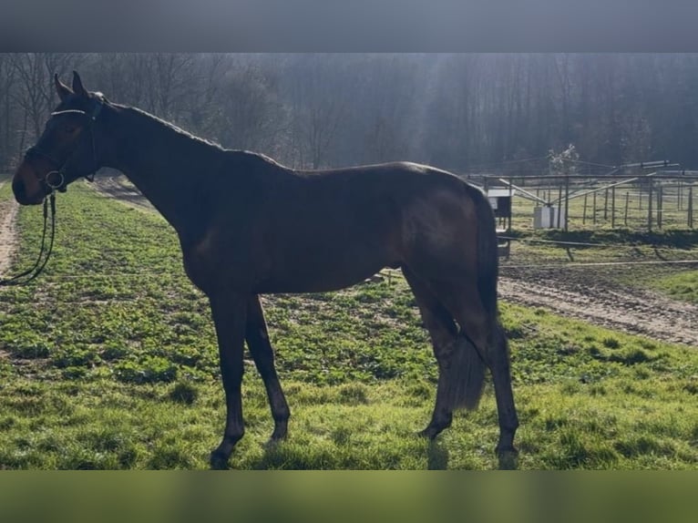 Hannoveriano Caballo castrado 4 años 175 cm Castaño oscuro in Hasbergen Hannoveriano Caballo castrado 4 años 175 cm Castaño oscuro in Hasbergen
