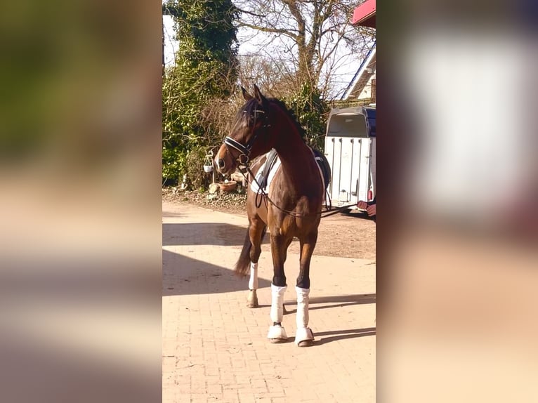 Hannoveriano Caballo castrado 4 años 175 cm Castaño oscuro in Kirchlinteln