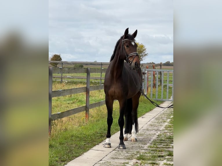 Hannoveriano Caballo castrado 4 años 175 cm Castaño oscuro in Hildesheim