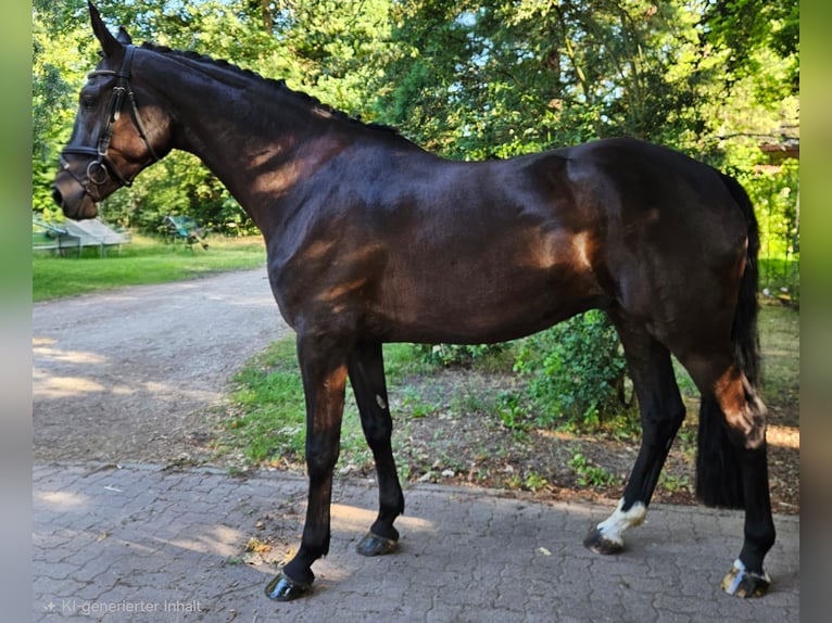 Hannoveriano Caballo castrado 4 años 175 cm Castaño oscuro in Borstel