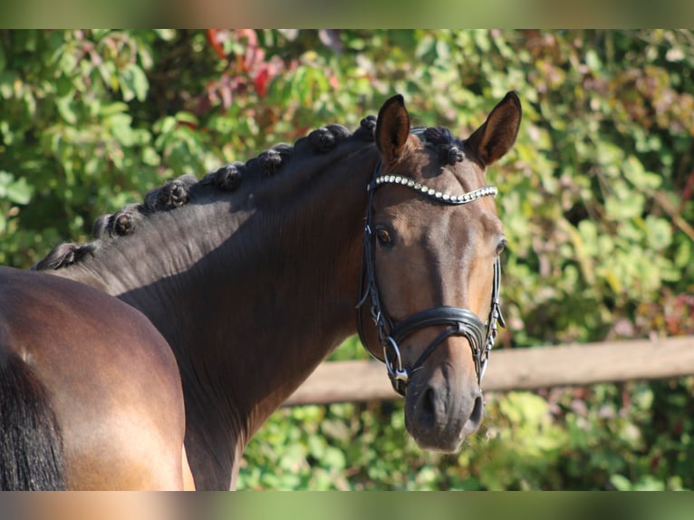 Hannoveriano Caballo castrado 4 años 175 cm Castaño oscuro in Griesheim