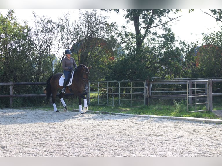 Hannoveriano Caballo castrado 4 años 175 cm Castaño oscuro in Griesheim