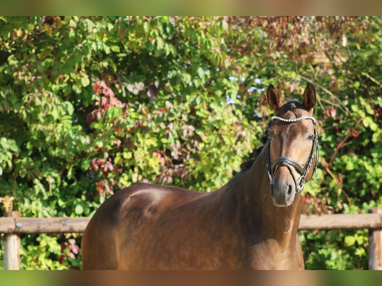 Hannoveriano Caballo castrado 4 años 175 cm Castaño oscuro in Griesheim