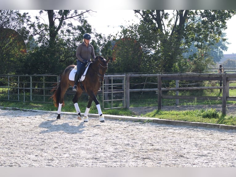 Hannoveriano Caballo castrado 4 años 175 cm Castaño oscuro in Griesheim