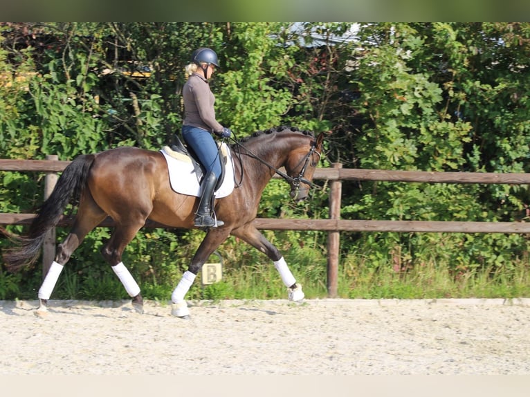 Hannoveriano Caballo castrado 4 años 175 cm Castaño oscuro in Griesheim