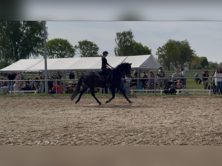 Hannoveriano Caballo castrado 4 años 175 cm Morcillo in Darmstadt