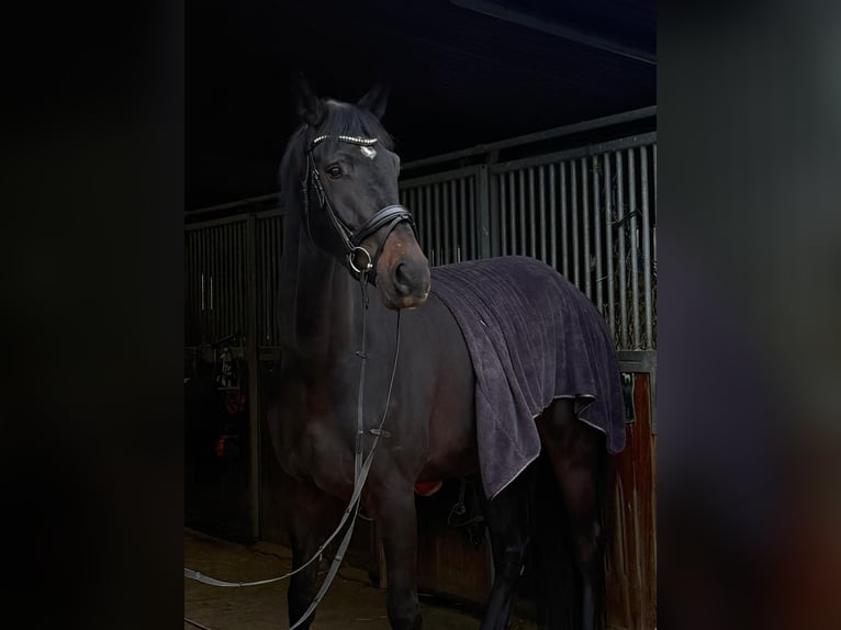 Hannoveriano Caballo castrado 4 años 175 cm Morcillo in Darmstadt