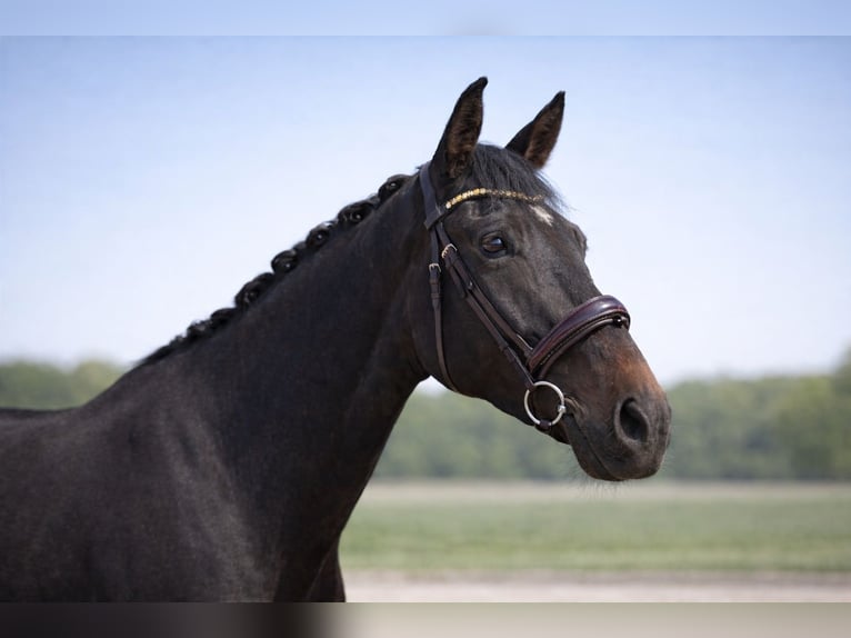 Hannoveriano Caballo castrado 4 años 175 cm Morcillo in Darmstadt