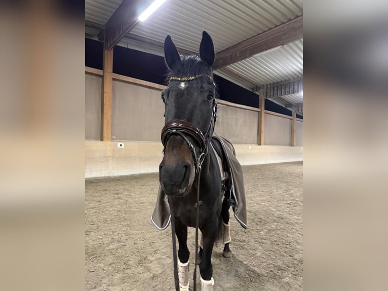 Hannoveriano Caballo castrado 4 años 175 cm Morcillo in Darmstadt