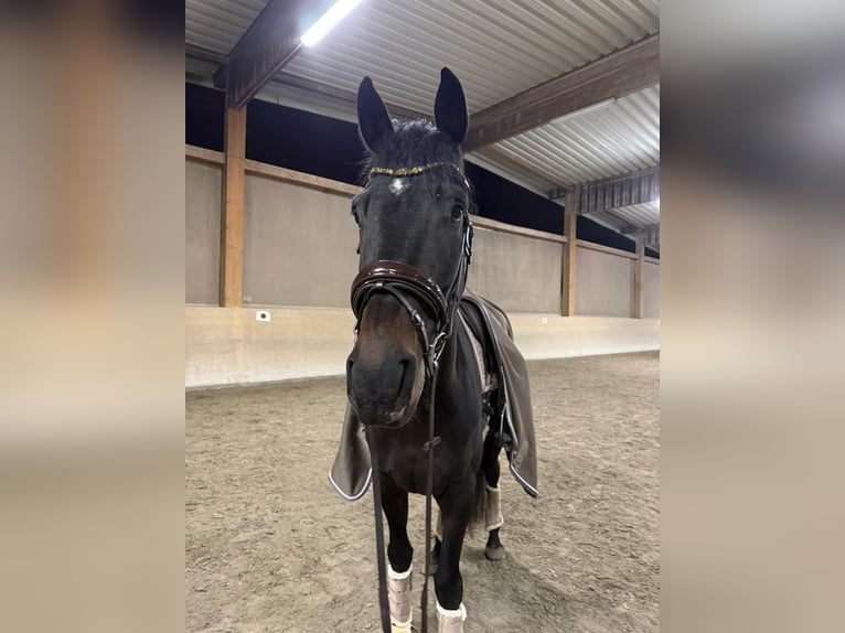 Hannoveriano Caballo castrado 4 años 175 cm Morcillo in Darmstadt