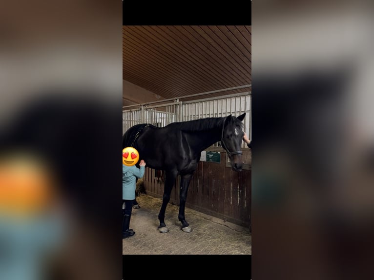 Hannoveriano Caballo castrado 4 años 175 cm Morcillo in Darmstadt
