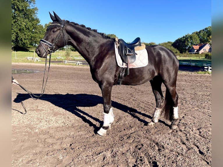 Hannoveriano Caballo castrado 4 años 175 cm Negro in Kirchlinteln