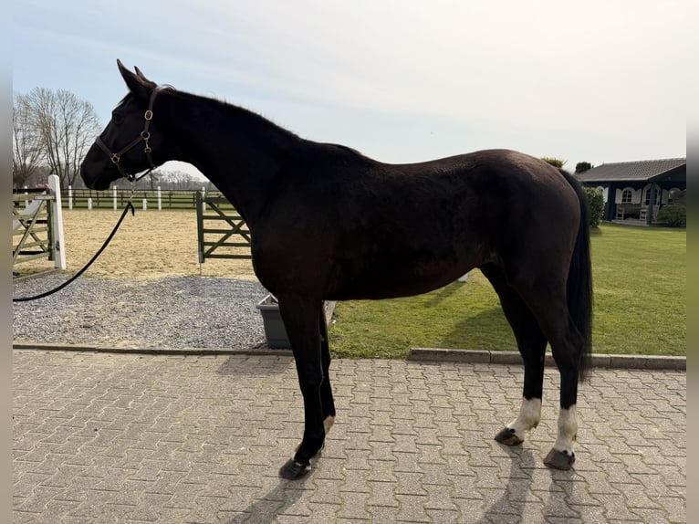 Hannoveriano Caballo castrado 4 años 175 cm Negro in Nordwalde