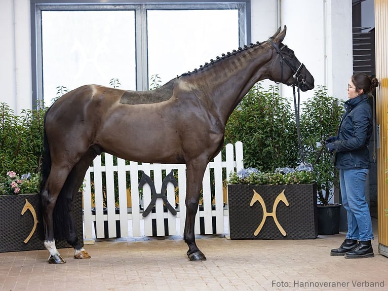Hannoveriano Caballo castrado 4 años 175 cm Negro in Verden