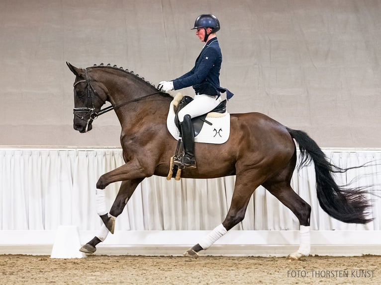 Hannoveriano Caballo castrado 4 años 175 cm Negro in Verden