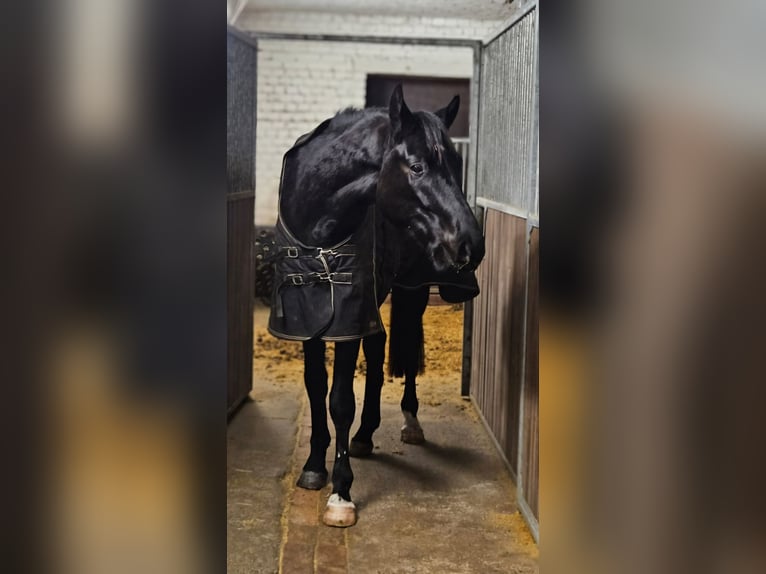 Hannoveriano Caballo castrado 4 años 175 cm Negro in Warendorf
