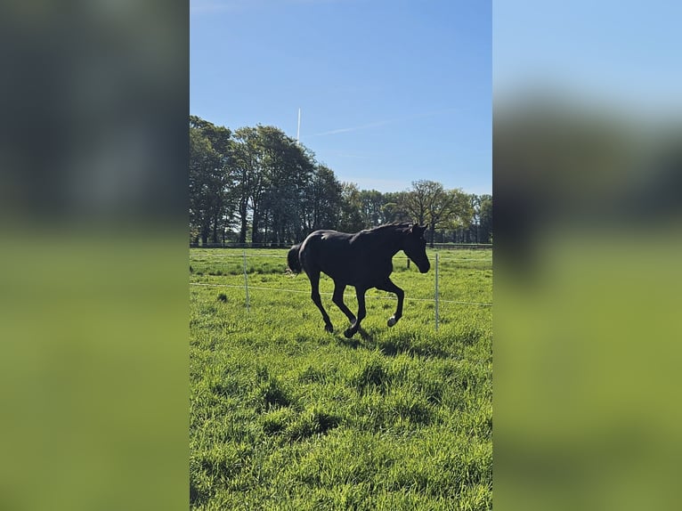 Hannoveriano Caballo castrado 4 años 175 cm Negro in Warendorf