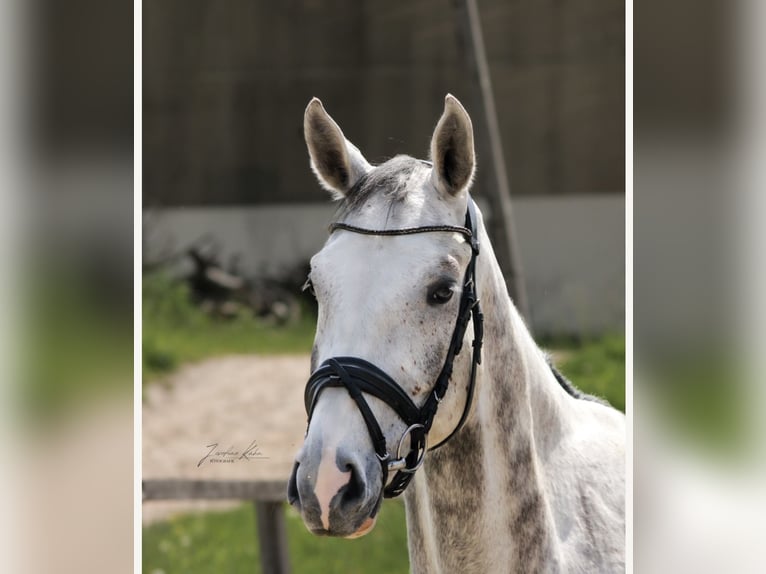 Hannoveriano Caballo castrado 4 años 175 cm Tordo in Malsfeld