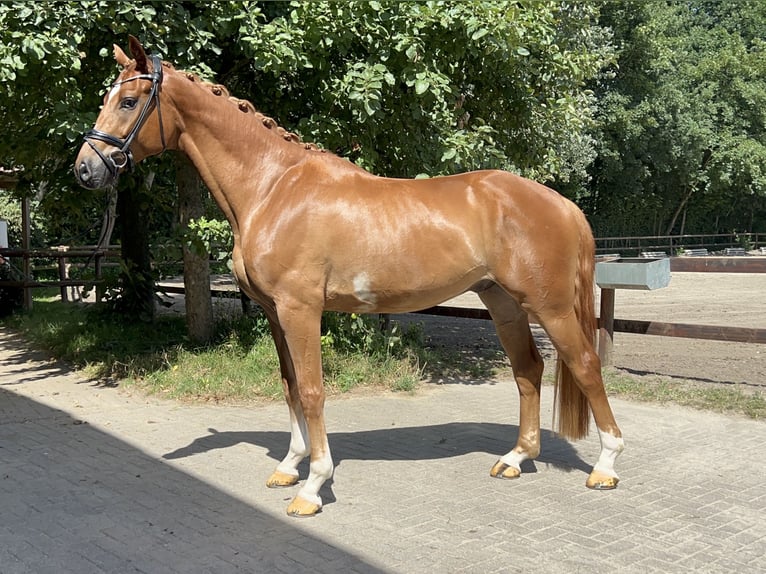 Hannoveriano Caballo castrado 4 años 176 cm Alazán in Verden (Aller)