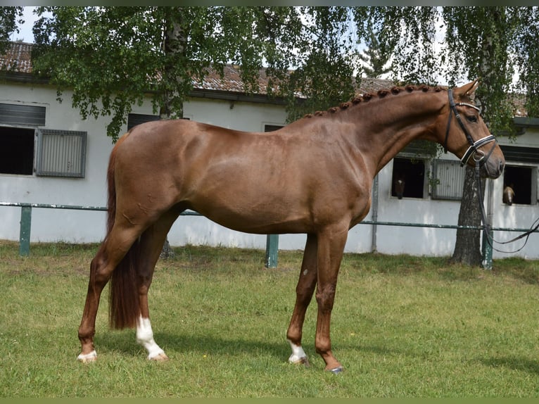 Hannoveriano Caballo castrado 4 años 176 cm Alazán in Burgdorf