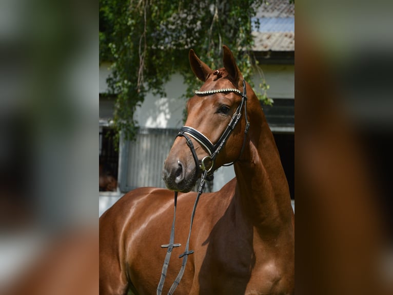 Hannoveriano Caballo castrado 4 años 176 cm Alazán in Burgdorf