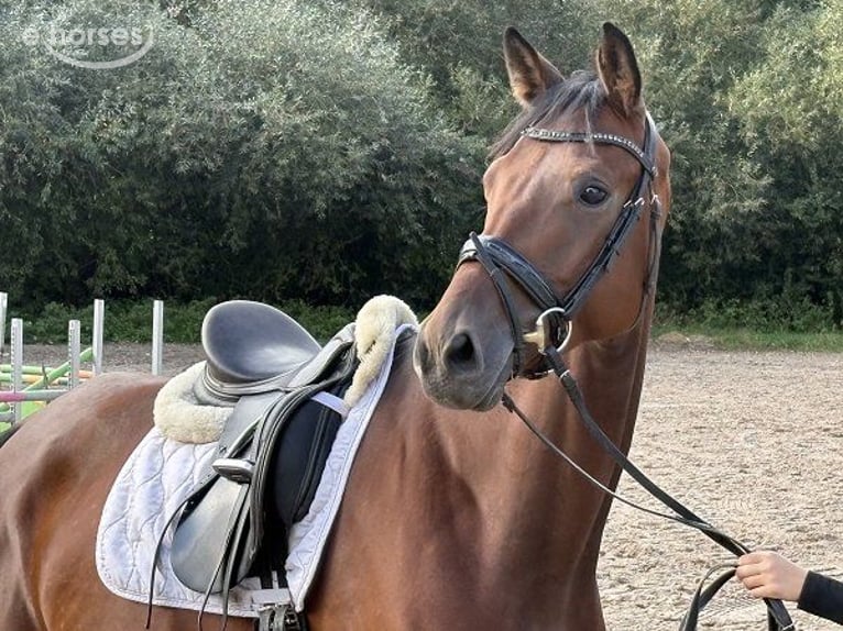 Hannoveriano Caballo castrado 4 años 176 cm Castaño in Verden (Aller)