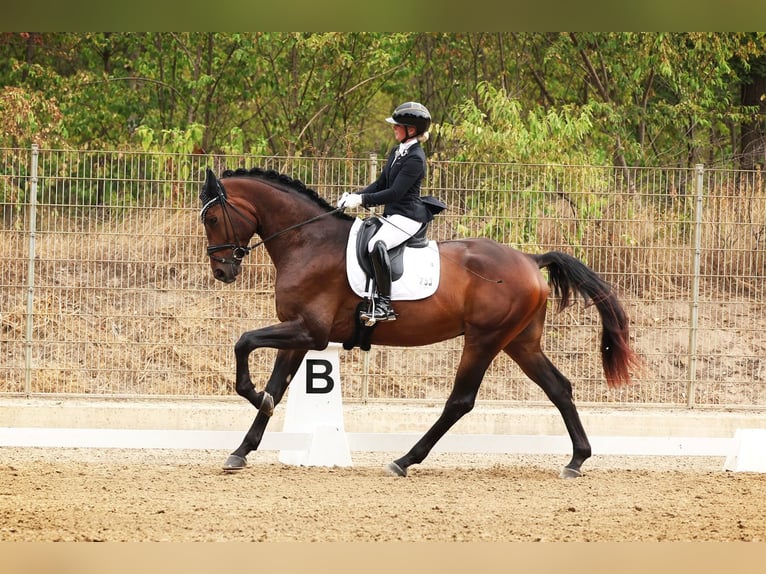 Hannoveriano Caballo castrado 4 años 176 cm Castaño in Mainz