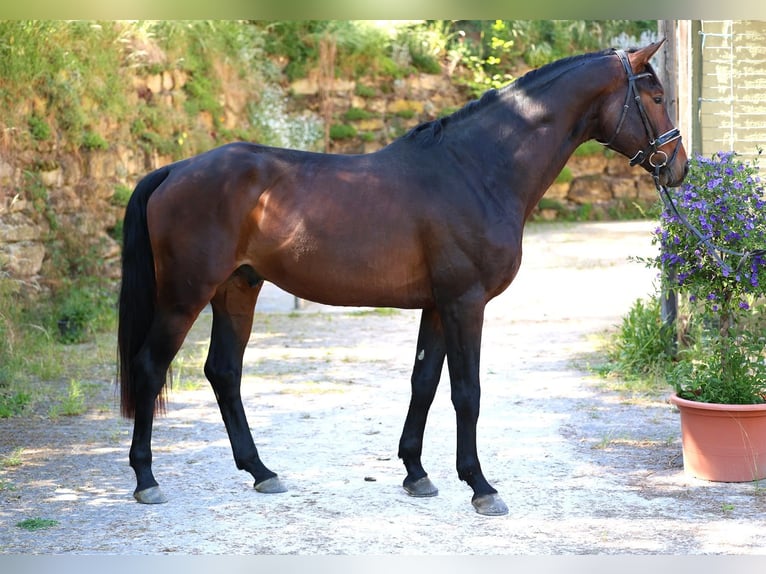Hannoveriano Caballo castrado 4 años 176 cm Castaño in Mainz
