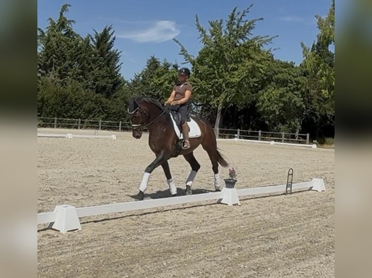 Hannoveriano Caballo castrado 4 años 176 cm Castaño in Mainz