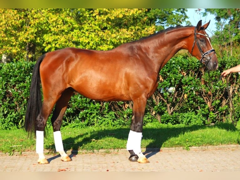 Hannoveriano Caballo castrado 4 años 176 cm Castaño in Selsingen