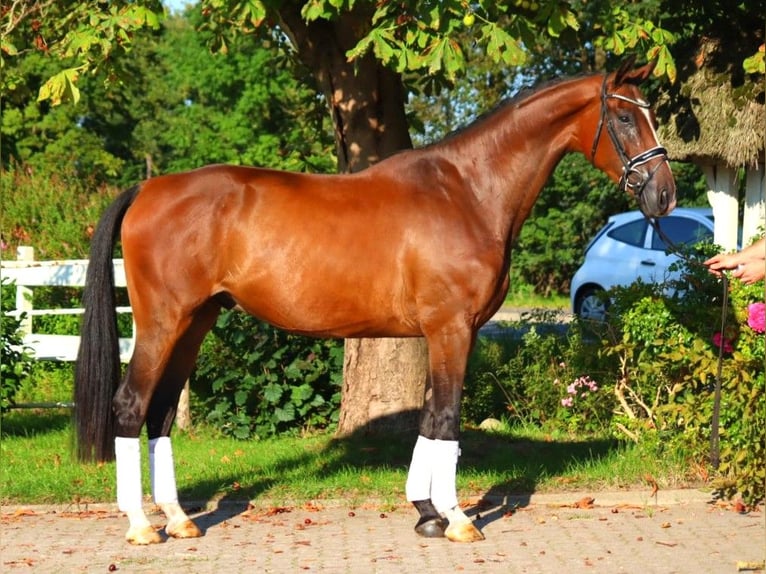 Hannoveriano Caballo castrado 4 años 176 cm Castaño in Selsingen