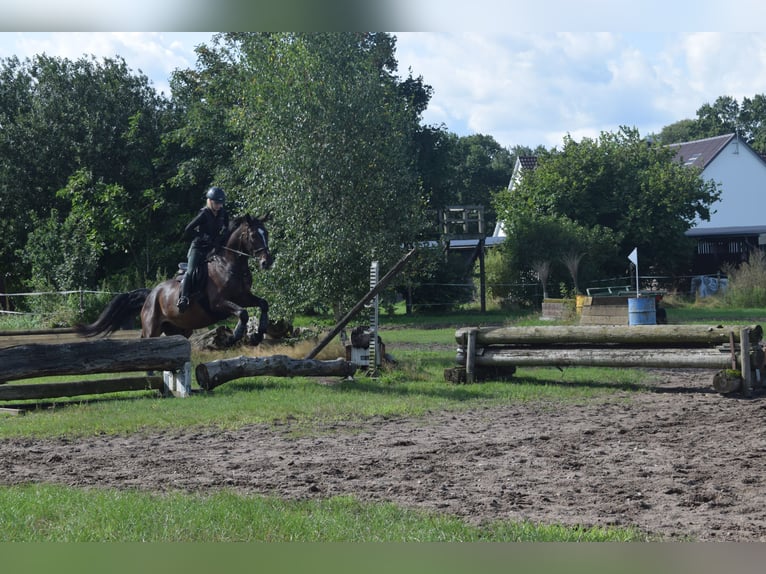 Hannoveriano Caballo castrado 4 años 176 cm Castaño oscuro in Tarmstedt