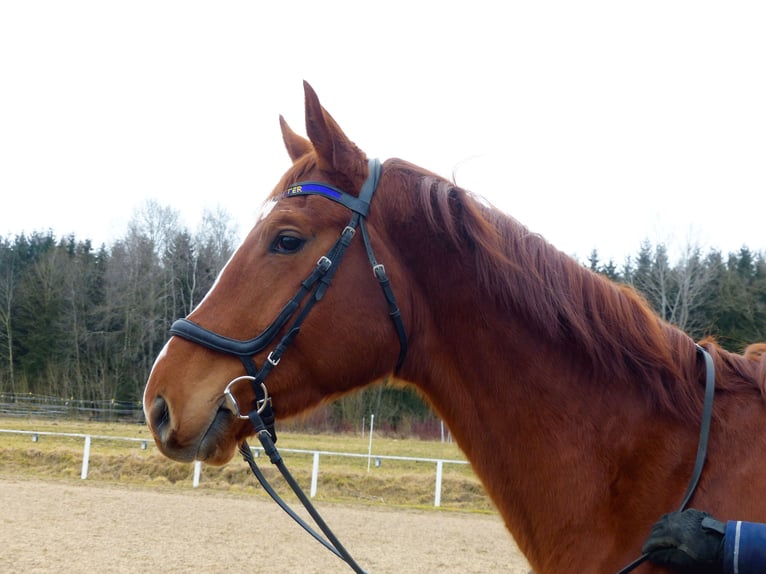 Hannoveriano Caballo castrado 4 años 177 cm Alazán in Rot an der Rot