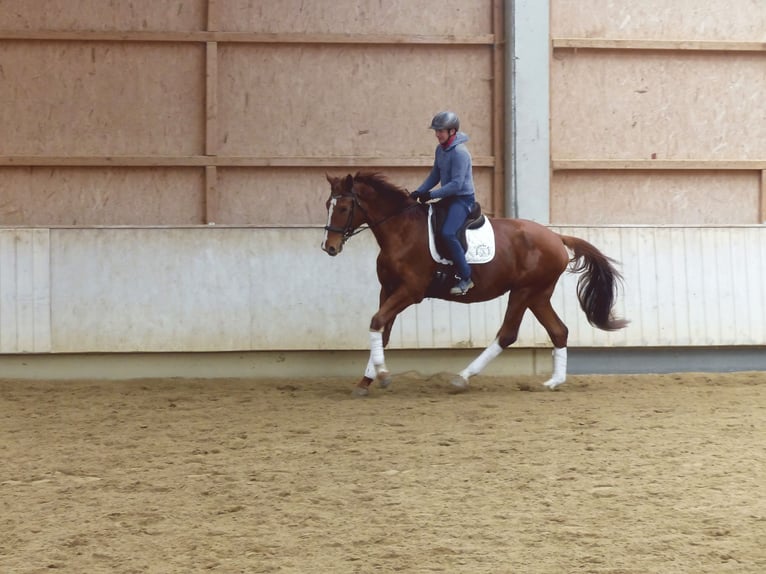 Hannoveriano Caballo castrado 4 años 177 cm Alazán in Rot an der Rot