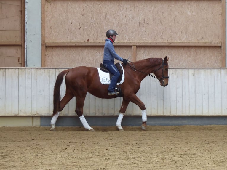 Hannoveriano Caballo castrado 4 años 177 cm Alazán in Rot an der Rot