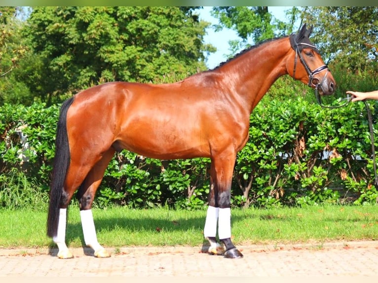 Hannoveriano Caballo castrado 4 años 177 cm Castaño in Selsingen