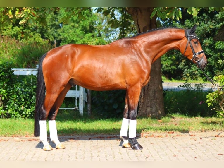 Hannoveriano Caballo castrado 4 años 177 cm Castaño in Selsingen