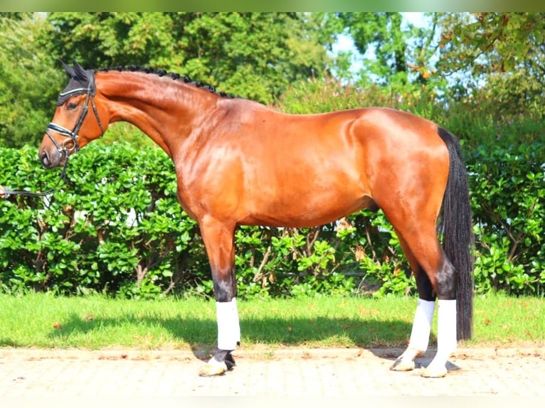 Hannoveriano Caballo castrado 4 años 177 cm Castaño in Selsingen