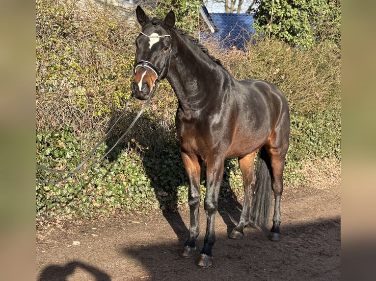 Hannoveriano Caballo castrado 4 años 177 cm Castaño oscuro in Kirchlinteln