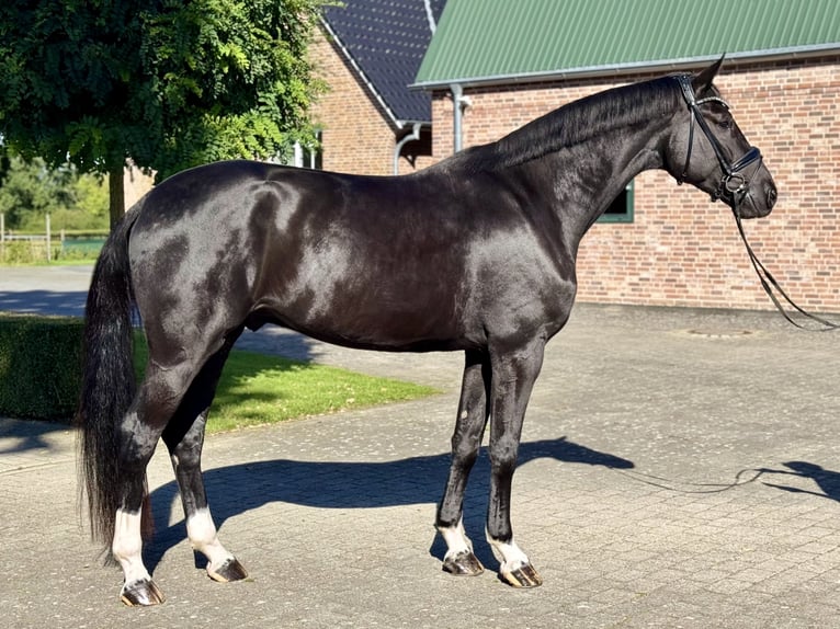 Hannoveriano Caballo castrado 4 años 177 cm Negro in Brande-Hörnerkirchen