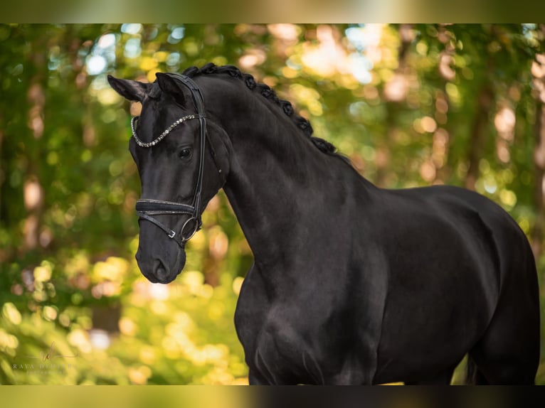 Hannoveriano Caballo castrado 4 años 177 cm Negro in Wehringen
