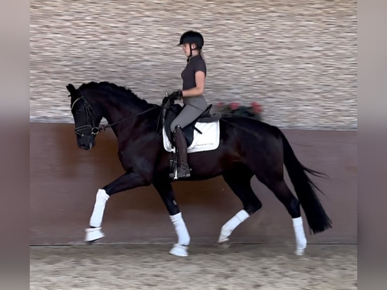 Hannoveriano Caballo castrado 4 años 177 cm Negro in Wehringen