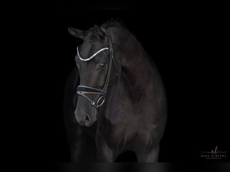 Hannoveriano Caballo castrado 4 años 177 cm Negro in Wehringen