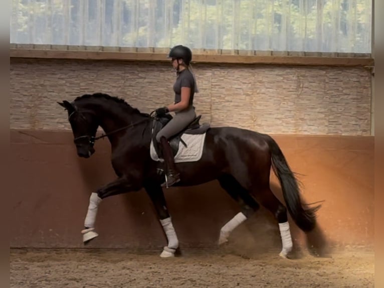 Hannoveriano Caballo castrado 4 años 177 cm Negro in Wehringen