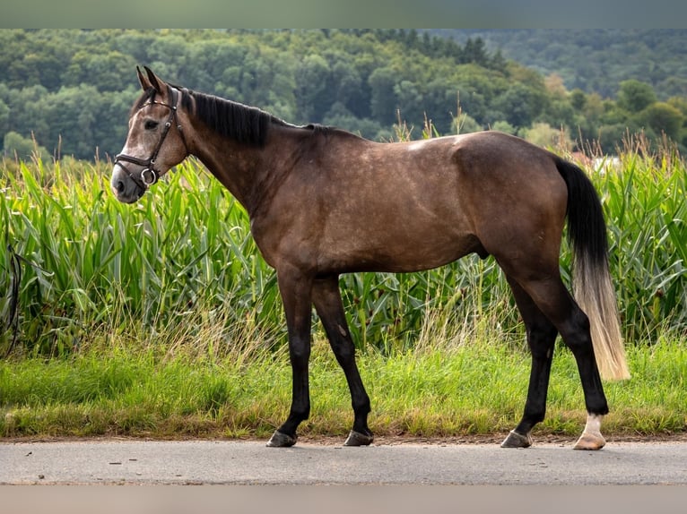 Hannoveriano Caballo castrado 4 años 177 cm Tordo in Lautertal