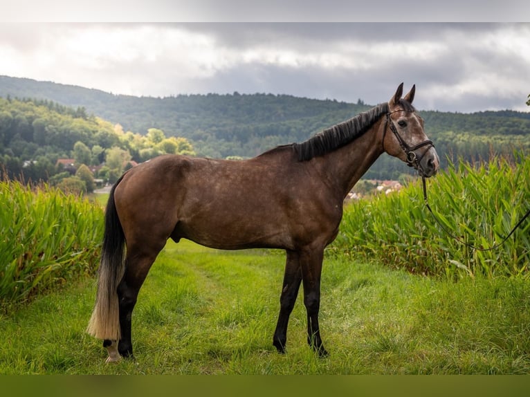 Hannoveriano Caballo castrado 4 años 177 cm Tordo in Lautertal