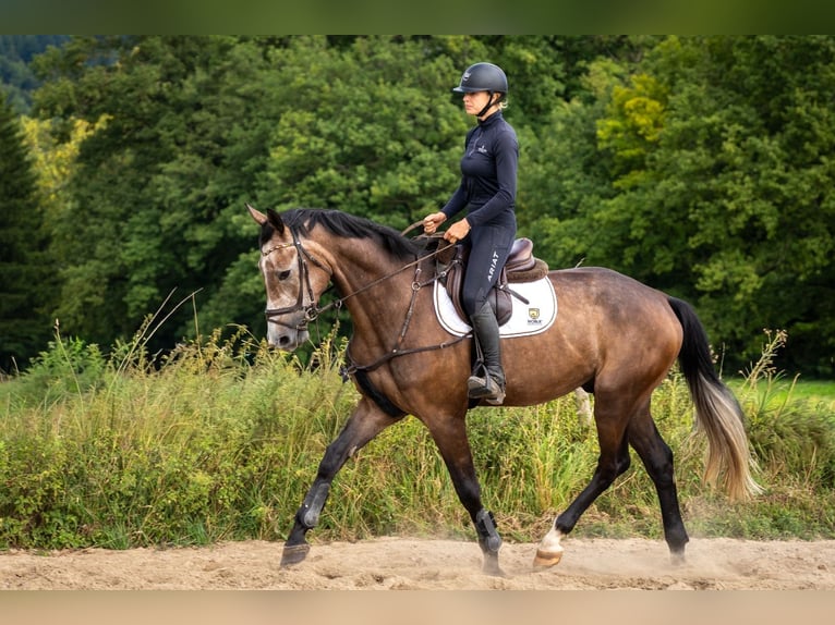 Hannoveriano Caballo castrado 4 años 177 cm Tordo in Lautertal