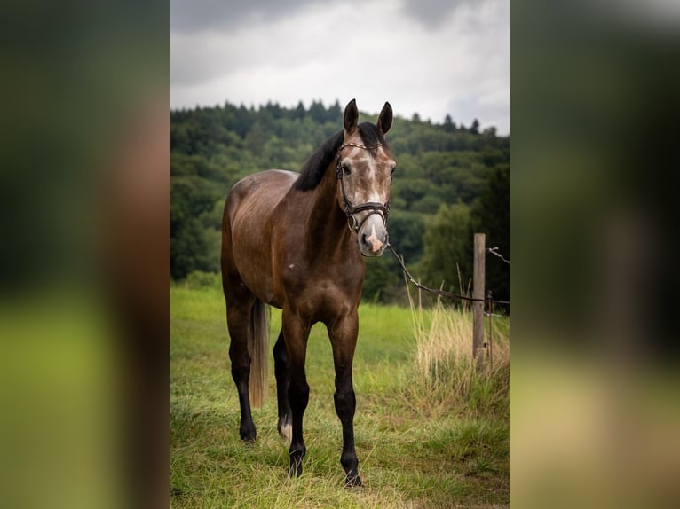 Hannoveriano Caballo castrado 4 años 177 cm Tordo in Lautertal