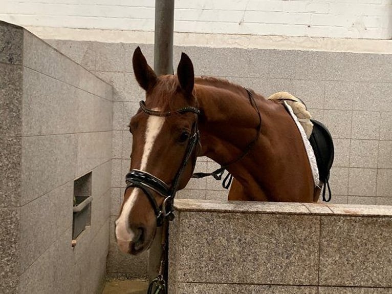 Hannoveriano Caballo castrado 4 años 178 cm Alazán in Verden (Aller)