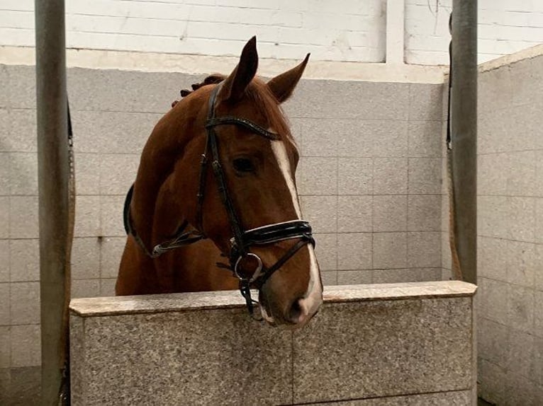 Hannoveriano Caballo castrado 4 años 178 cm Alazán in Verden (Aller)